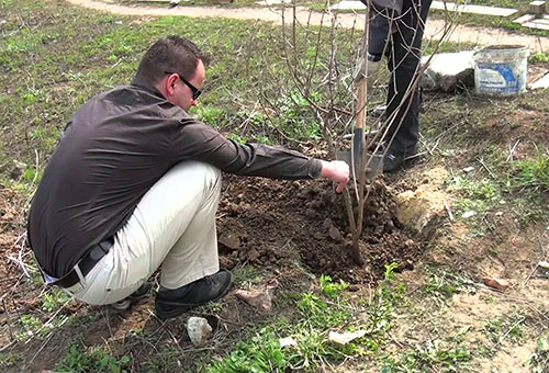 Planting a viburnum bush buddenezh