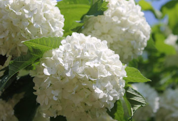 Inflorescencias de Viburnum Buldenezh