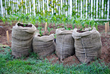 Aardappelen groeien in zakken