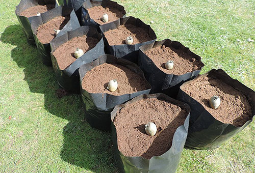 Planting potatoes in bags