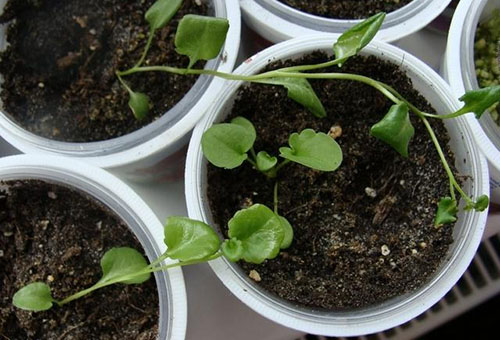 Seedlings of cleoma