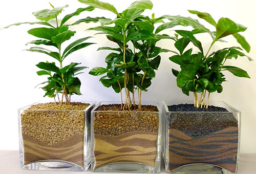 Kaffeträd i dekorativa behållare