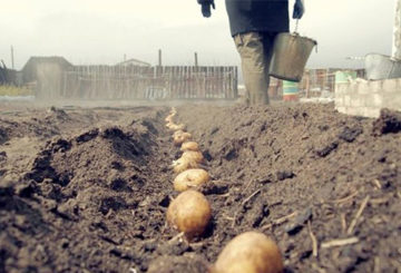 Aardappelen planten