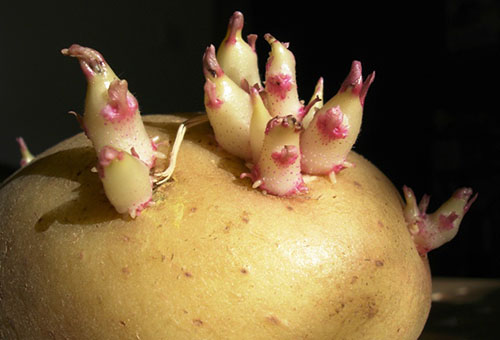 Sprouted potato tuber
