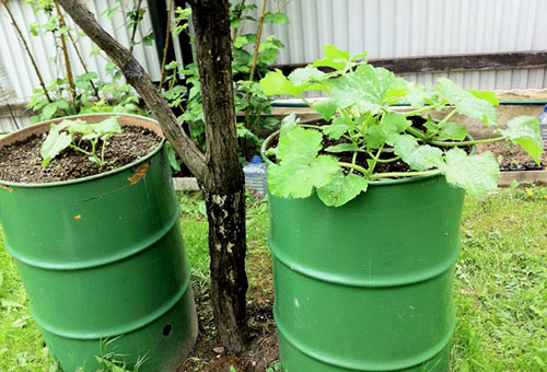 Growing cucumbers in tin barrels