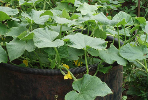 A whip of a cucumber planted in a barrel