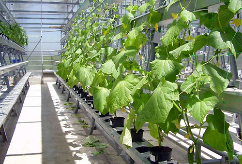 Cucumbers in a large greenhouse