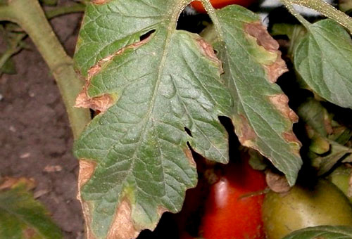Damaged tomato leaf
