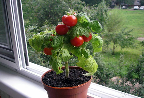 Low-growing tomato for growing on the balcony
