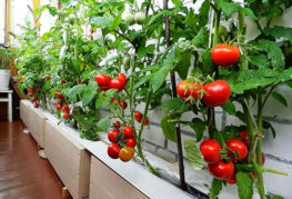 Tomater på balkongen