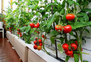 Tomaten op het balkon