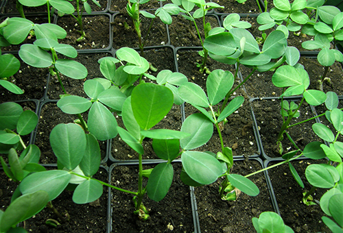 Peanut seedlings
