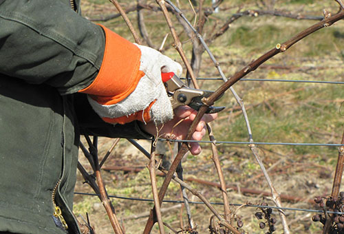 Pruning the vine