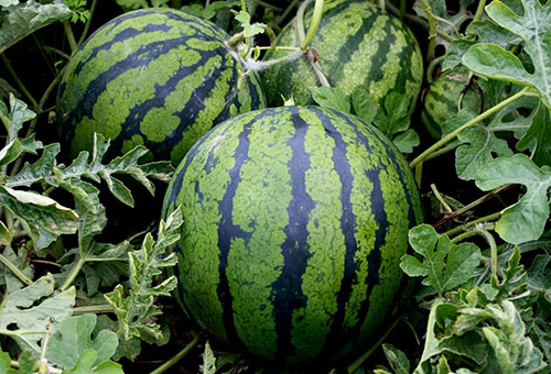 Mognande vattenmeloner