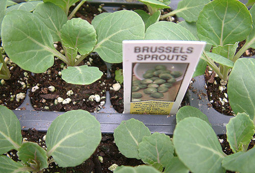 Seedling Brussels sprouts