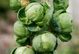 Heads of Brussels sprouts