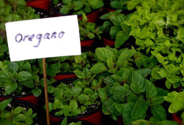 Cultivo de orégano