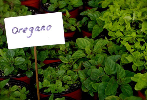 Growing oregano
