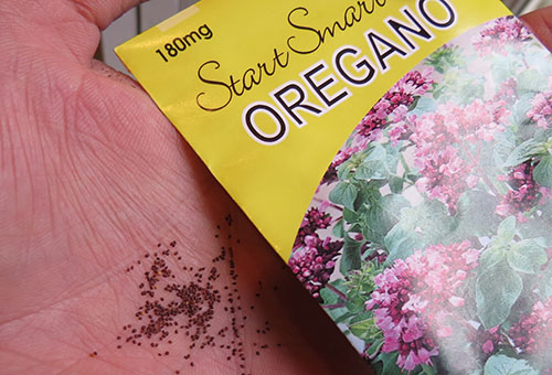 Oregano seeds