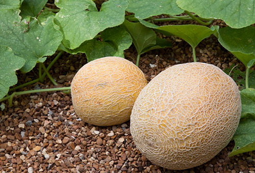 Melons in the garden