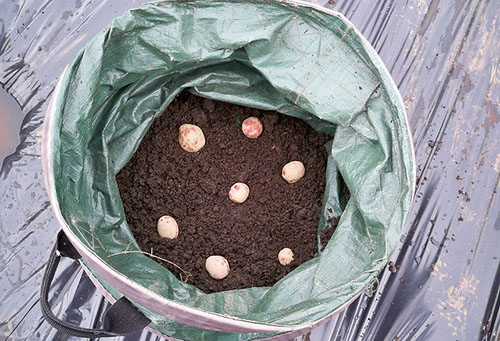 Planting potatoes in a bag