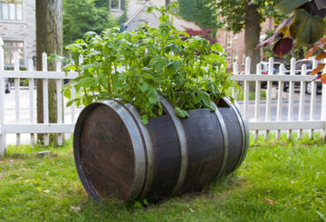 Cultivo de patatas en barril de madera.