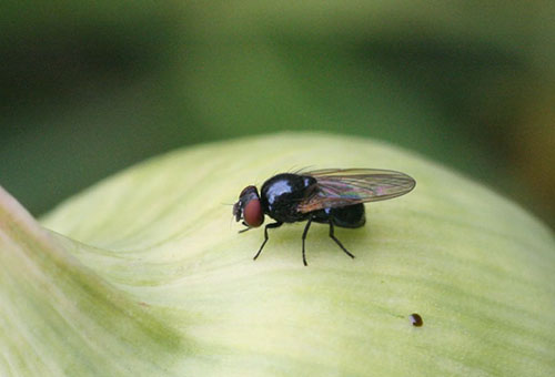 Onion fly