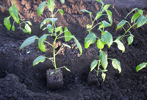 Plantera pepparplantor i marken