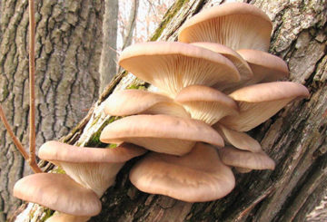 Setas ostra en un árbol viejo