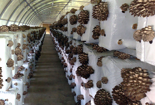 Intensive method of growing oyster mushrooms