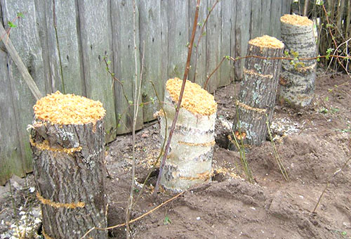 Logs for growing mushrooms