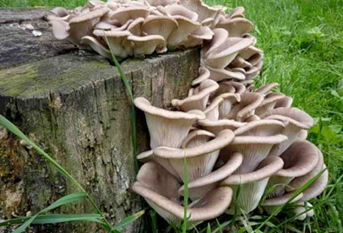Oyster mushrooms on an old tree stump