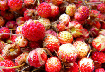 Fresas