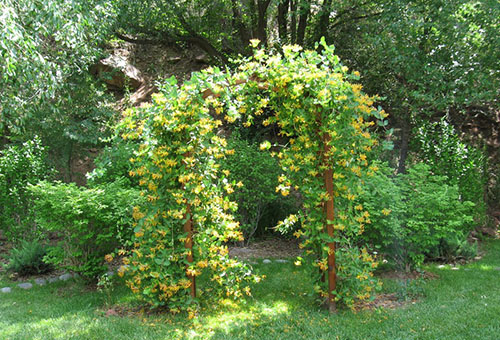 Blooming honeysuckle on an arched support