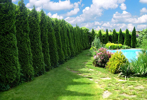 Living fence made of trees