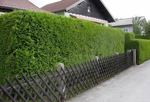 Trimmed thuja hedge