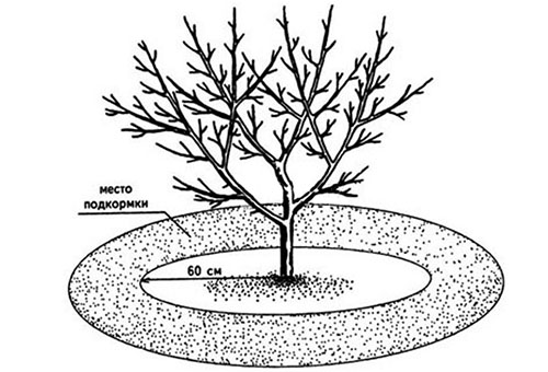 Fertilization scheme for apricot