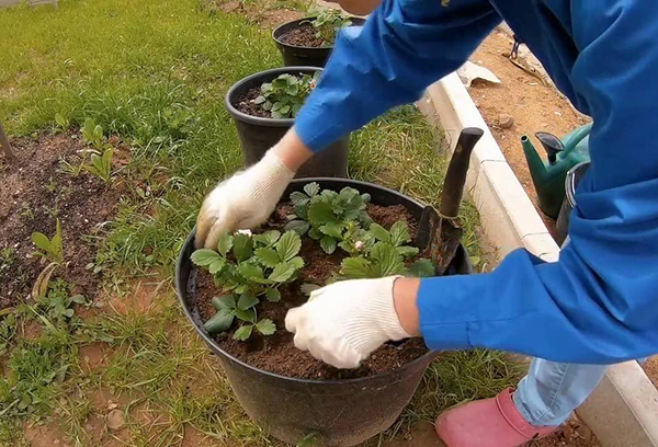 Plantera ampeljordgubbar