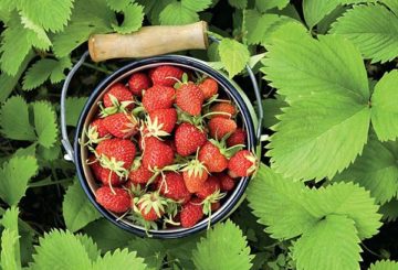 Fresas en un cubo