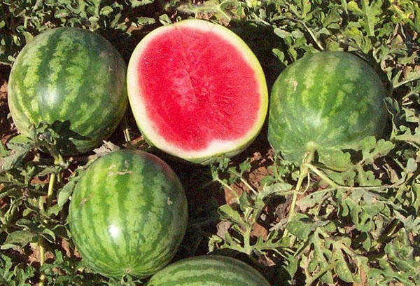 Frostbeständiga vattenmeloner