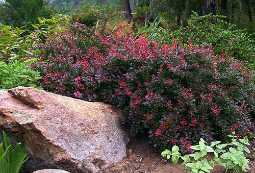Barberry in landscape composition