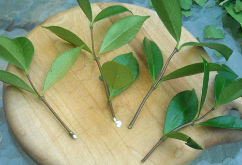 Barberry cuttings