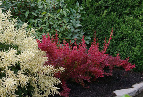 Barberry bush with red foliage
