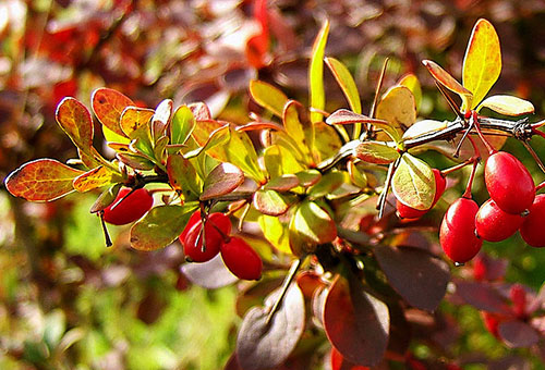Barberry berries on a branch