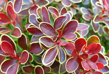 Berberis loof