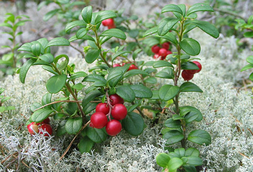 Young sprouts of garden lingonberry