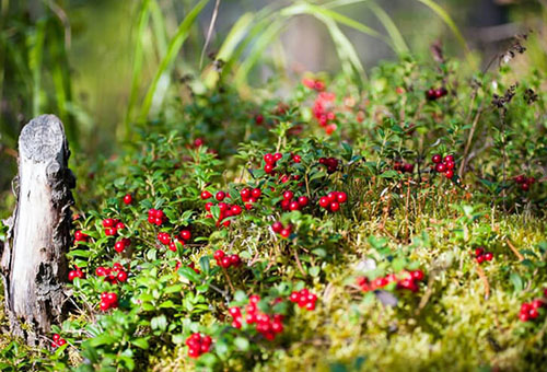 Lingonberry in the sun