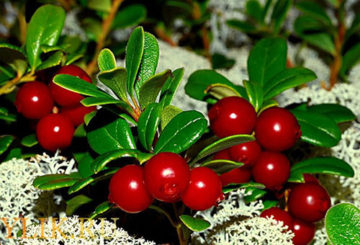 Bayas de arándano rojo