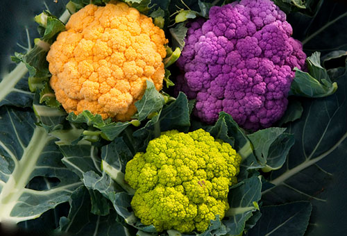 Blomkålhuvuden i olika färger