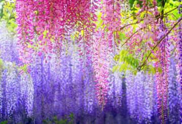 Wisteria tuin